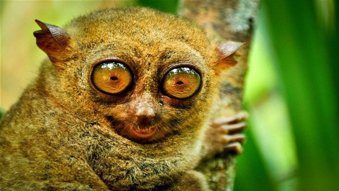 Пучеглазая Сова