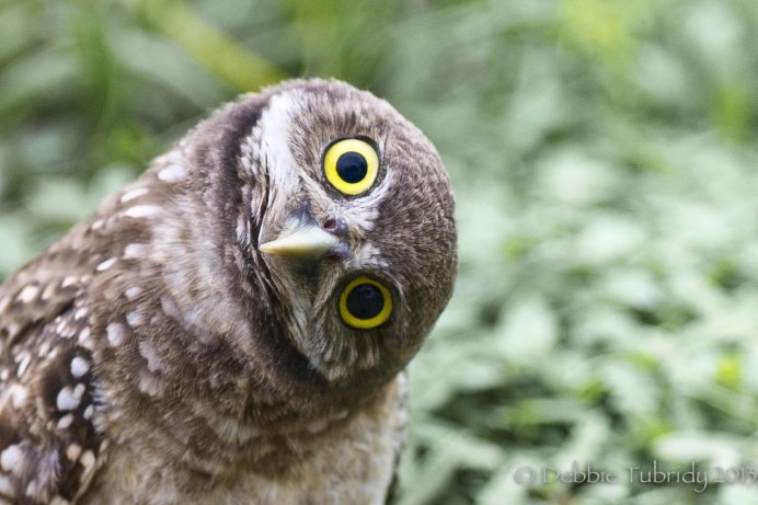 Сова танцует