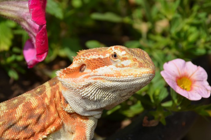 Голубая агама ящерица