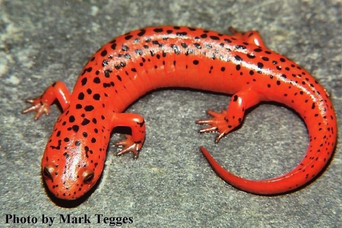 Клубника необычная