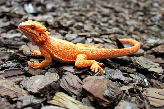 Агама Мванза