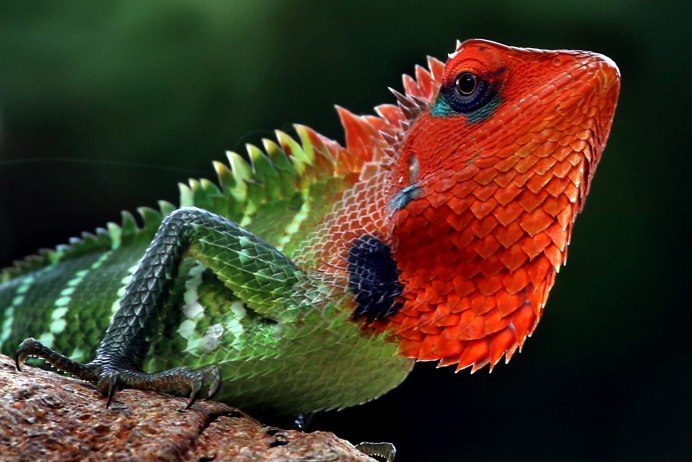 Огненный сцинк Фернанда