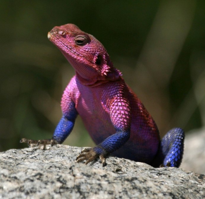 Игуана геккон хамелеон