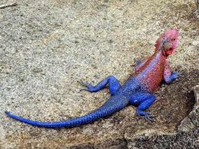 Агама Мванза ящерица-Спайдермен