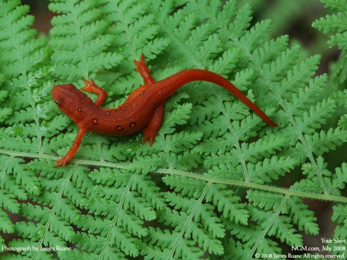 Красная ящерка