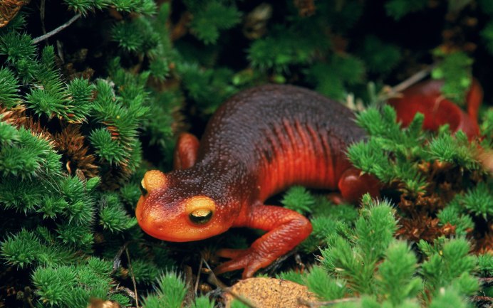 Артвинская ящерица