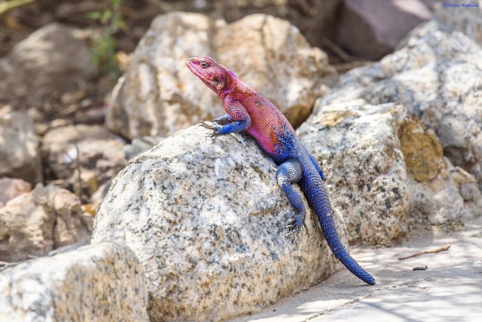 Агама Мванза