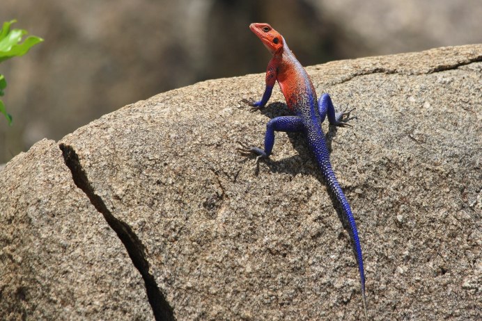 Агама колонистов