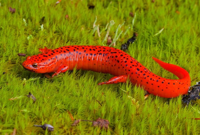 Красная агама ящерица