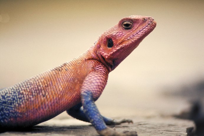 Бородатая агама Hypo