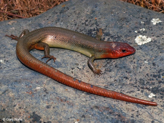 Ушастая круглоголовка агама