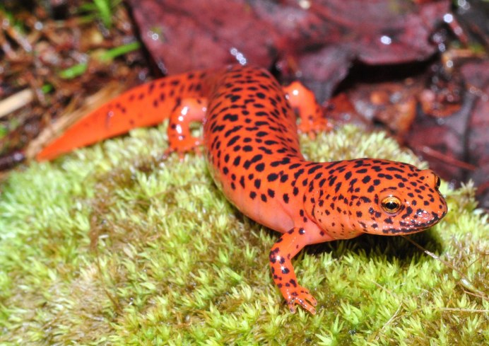 Красная агама ящерица