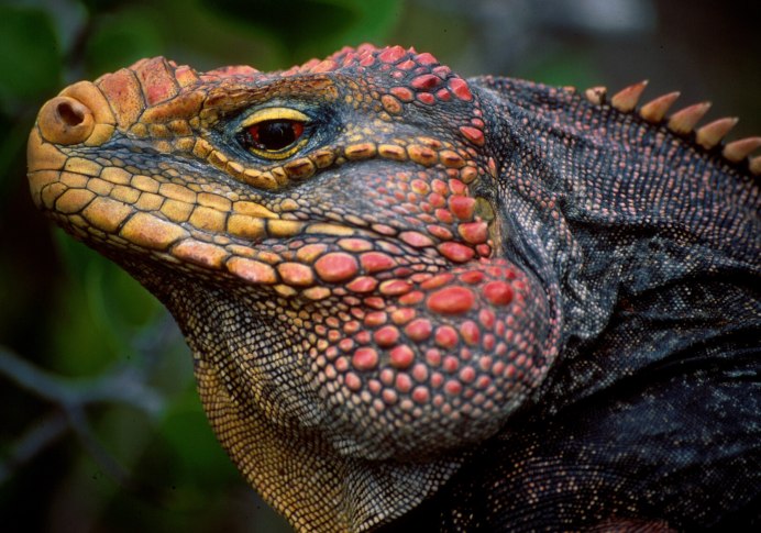 Агама ящерица оранжевая