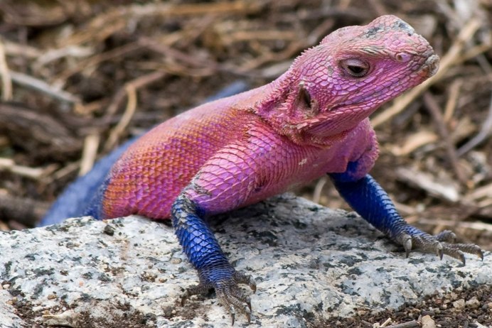 Красный ящер