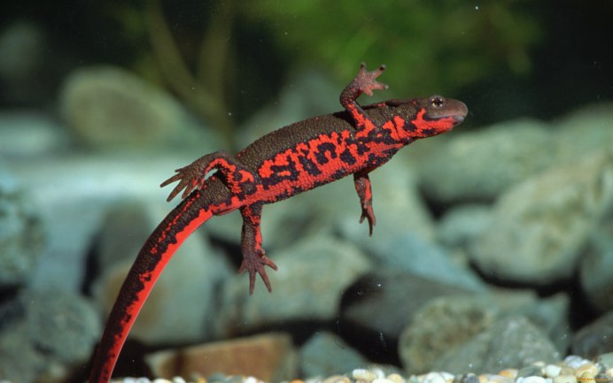 Ресничный геккон-бананоед