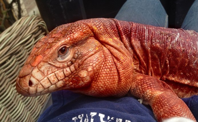 Ящерица красная коричневая