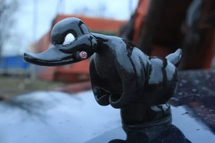 Водоплавающие птицы Англии
