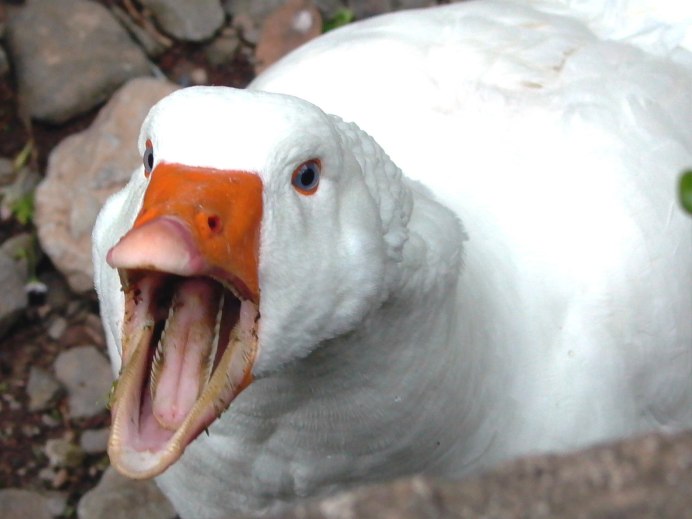 Статуэтка Death Proof Duck