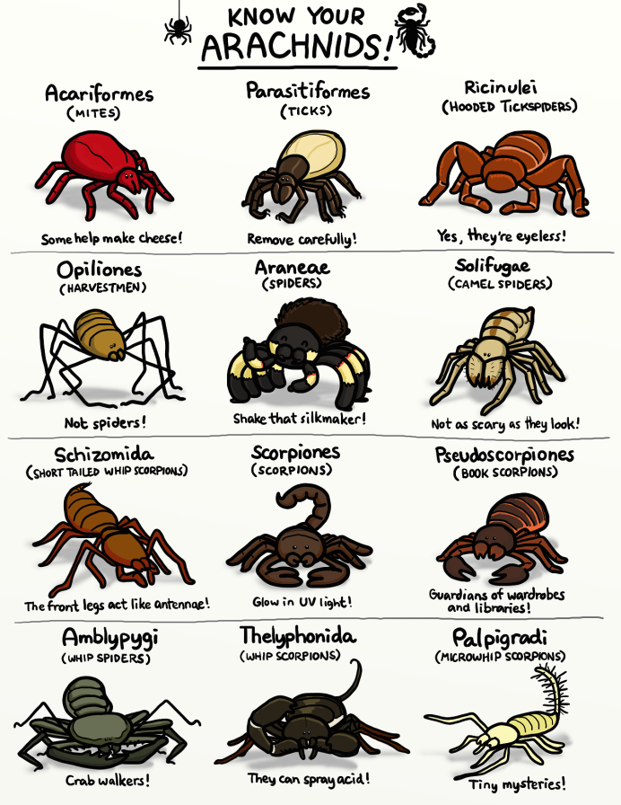 Crustacea