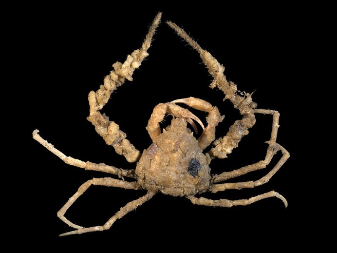Inachus dorsettensis