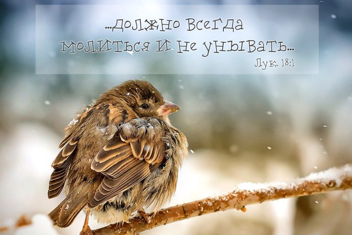 Нахохлившийся Воробей