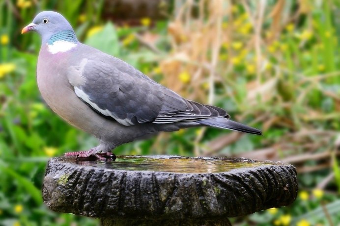 Вяхирь (Columba palumbus)