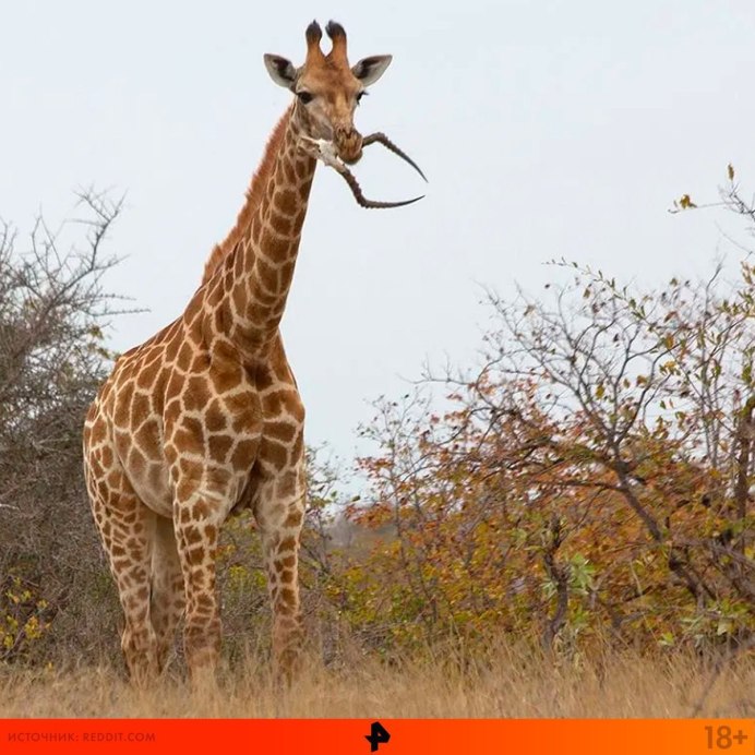 Южноафриканский Жираф (Giraffa camelopardalis capensis