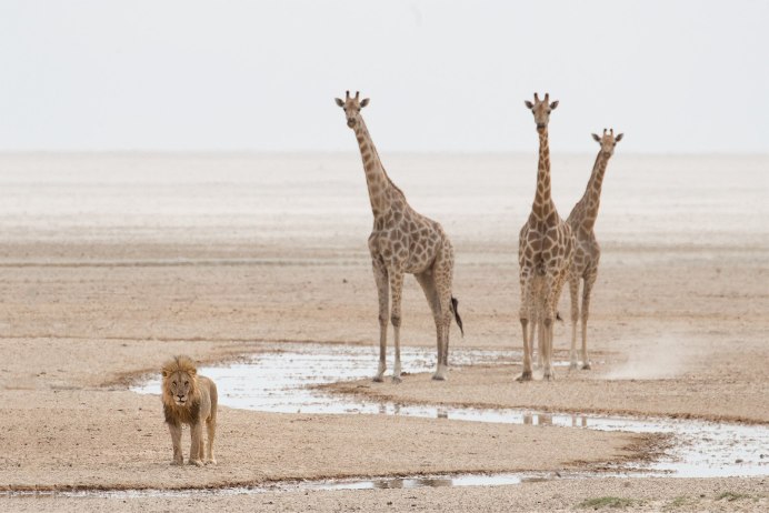 Слон Бегемот Зебра Жираф носорог Зебра Жираф