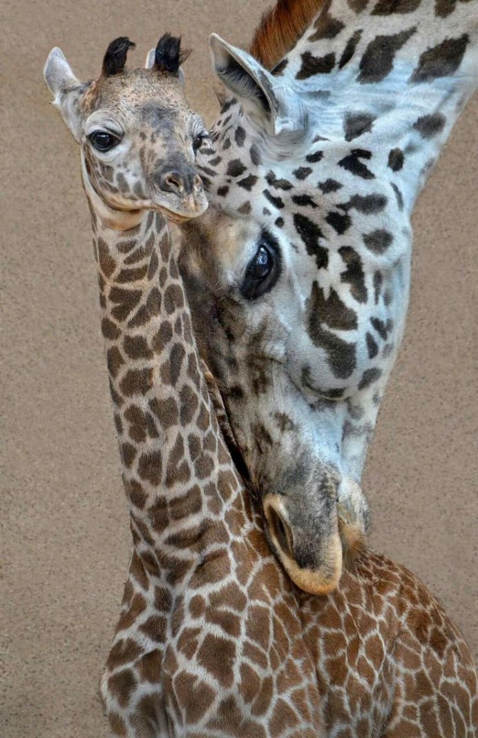 Верблюд и Зебра