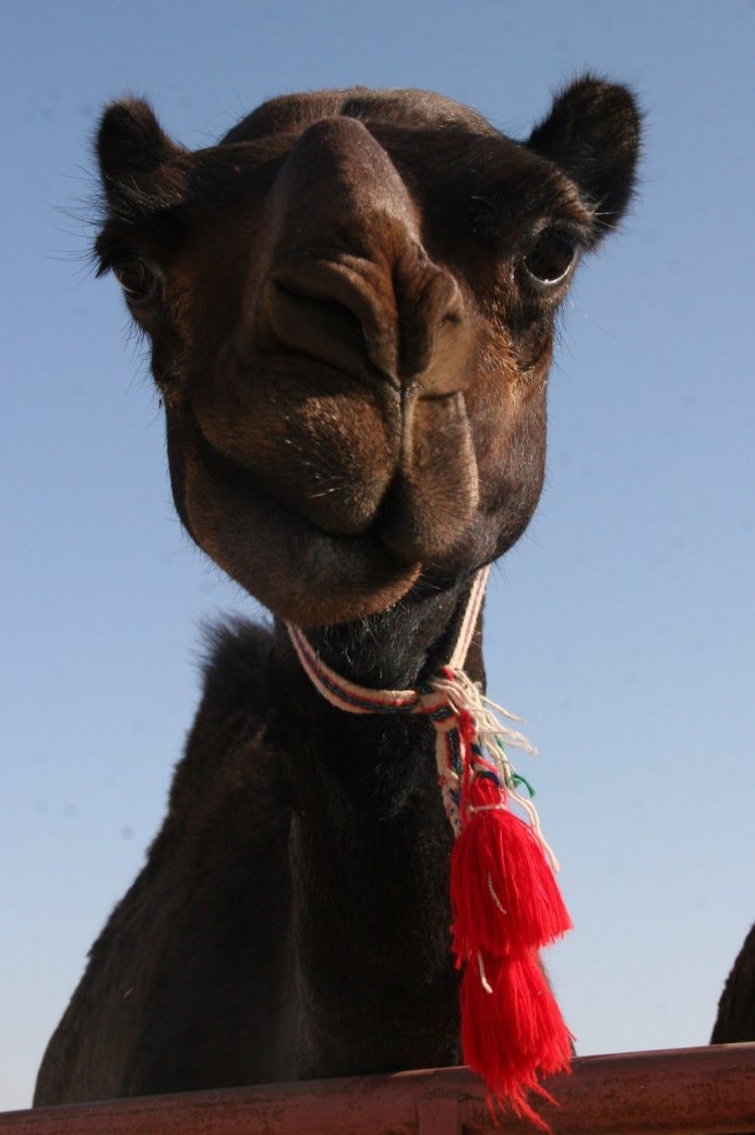 Жираф и мышь