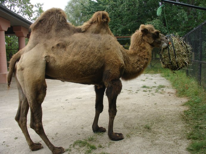 Жирафы носороги