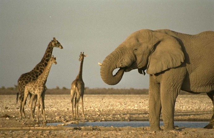 Ноги жирафа