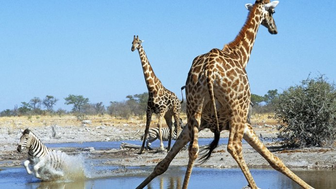 Эти удивительные животные