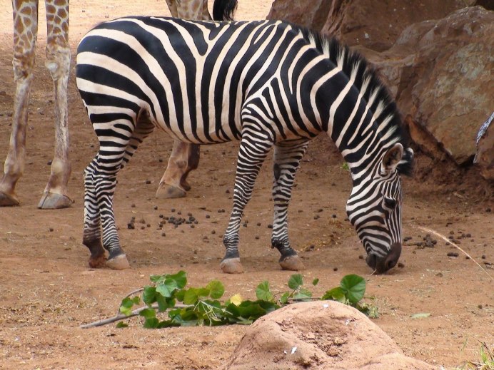 Слон и Жираф