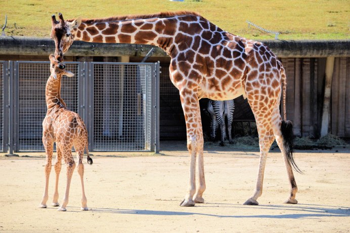 Двугорбый верблюд в зоопарке