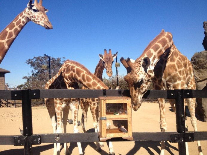 Генрих Хардер олигоцен