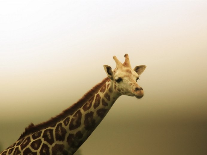 Парнокопытные Жираф