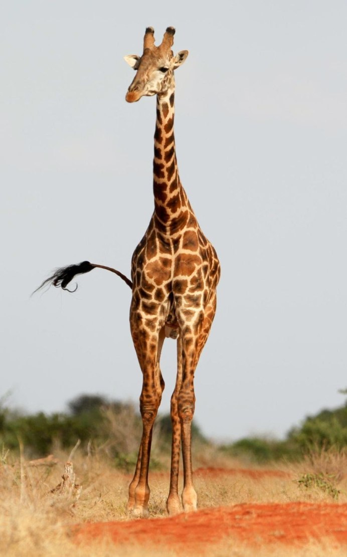 Степной Жираф