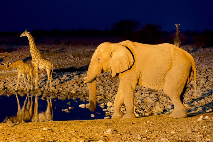 Жираф в библиотеке