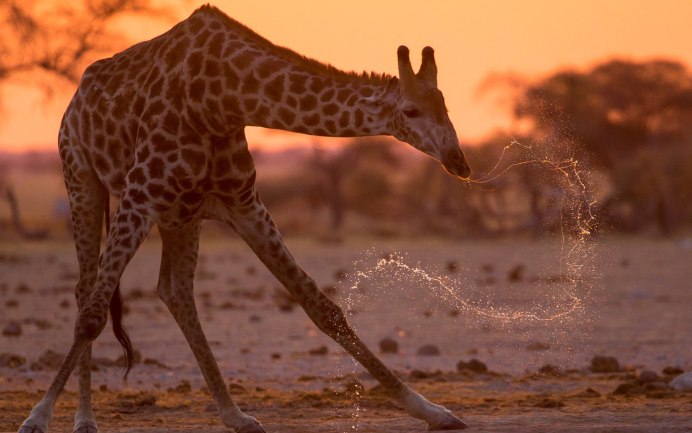 Африка Саванна страус