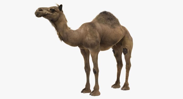 Милый верблюд