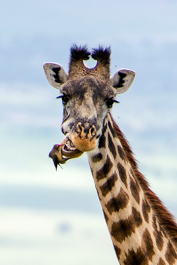 Обои на рабочий стол Жираф