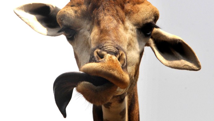 Гибрид жирафа и верблюда