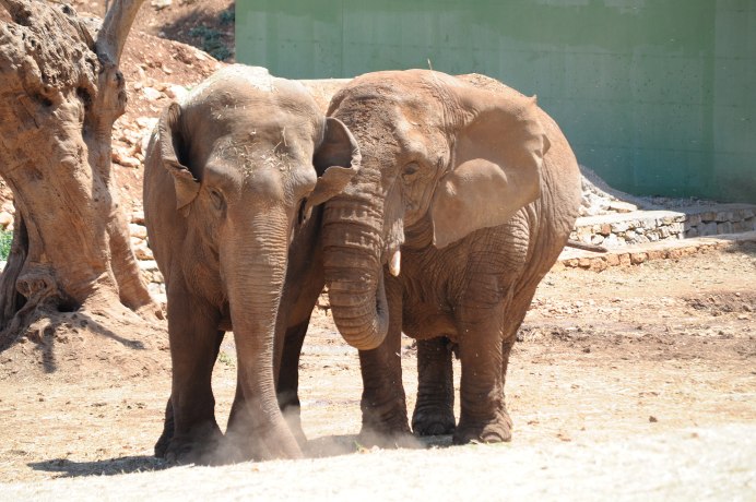 Слон и Жираф