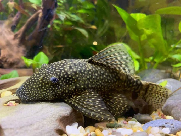 Ancistrus SP. L144