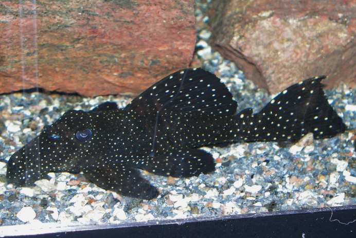 Hypostomus luteus