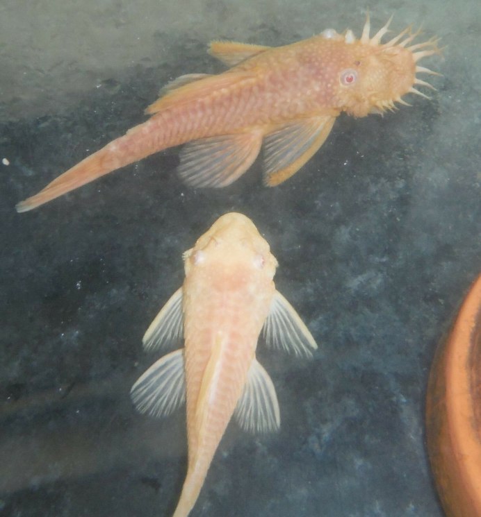 Pseudacanthicus leopardus l600