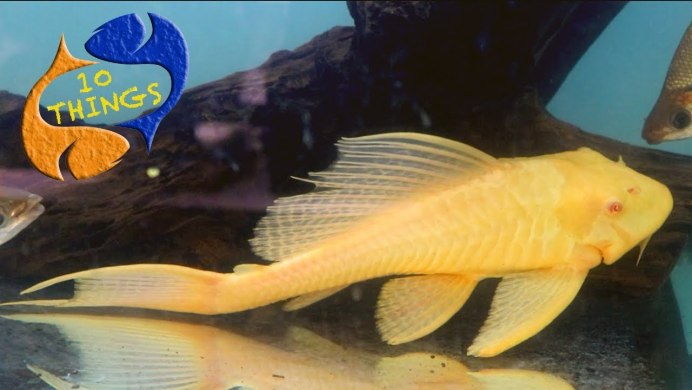 L 185 Pleco