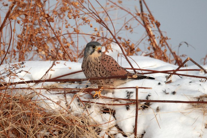 Обыкновенная пустельга зимой
