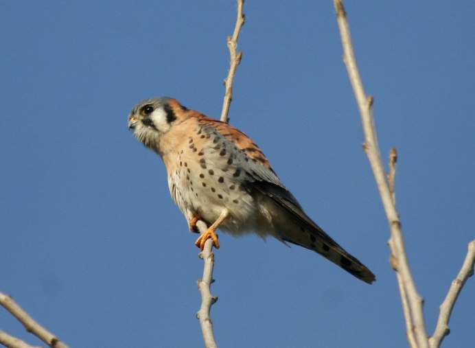 Пустельга за окном фото